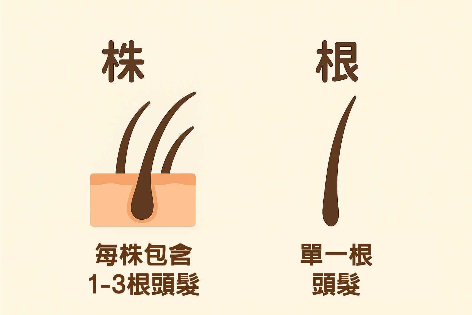 什麼是「株」與「根」?|毛囊的基本單位
